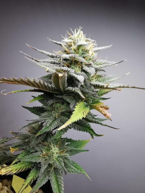 Pablo Escobar auto / FC-E4800 /90x60x140. Week 9