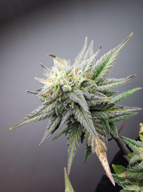 Pablo Escobar auto / FC-E4800 /90x60x140. Week 9