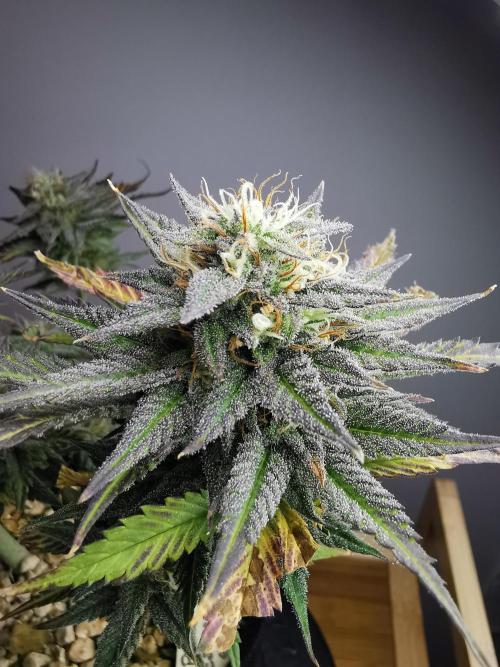 Pablo Escobar auto / FC-E4800 /90x60x140. Week 9