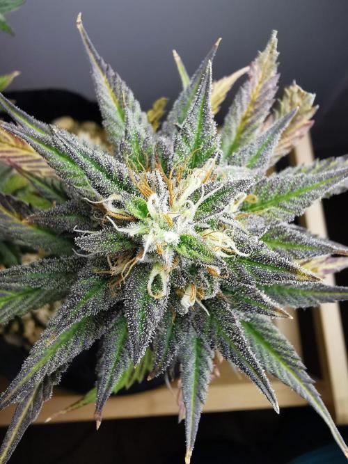 Pablo Escobar auto / FC-E4800 /90x60x140. Week 9