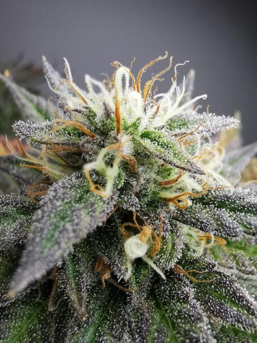 Pablo Escobar auto / FC-E4800 /90x60x140. Week 9