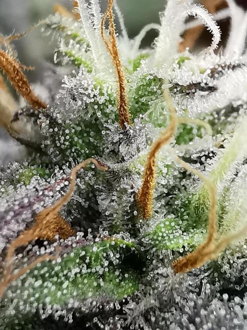 Pablo Escobar auto / FC-E4800 /90x60x140. Week 9