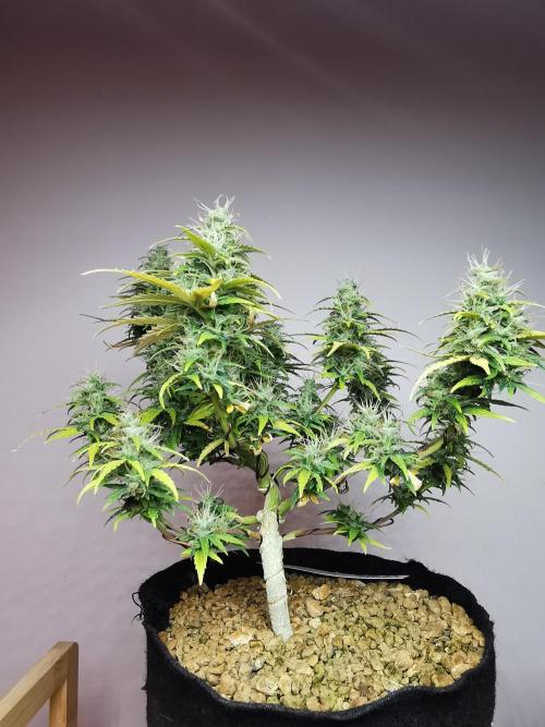 Devil XL auto / FC-E4800 / 90x60x140. Week 9