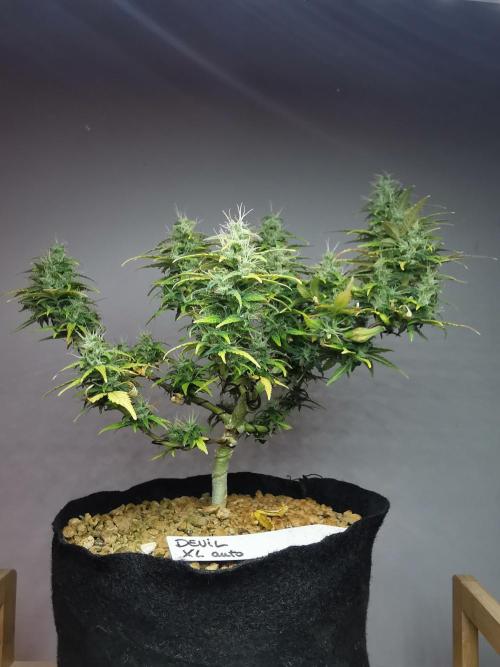 Devil XL auto / FC-E4800 / 90x60x140. Week 9