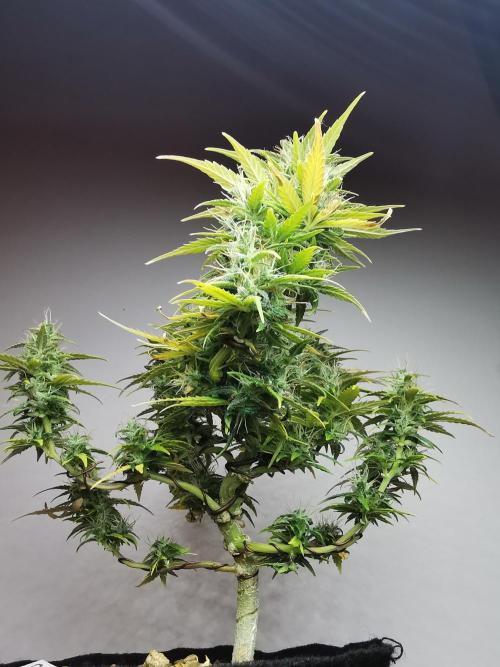 Devil XL auto / FC-E4800 / 90x60x140. Week 9