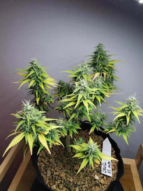 Devil XL auto / FC-E4800 / 90x60x140. Week 9