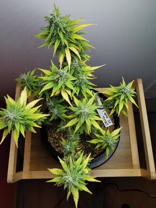Devil XL auto / FC-E4800 / 90x60x140. Week 9