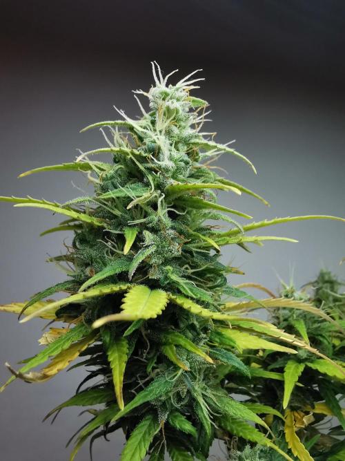 Devil XL auto / FC-E4800 / 90x60x140. Week 9