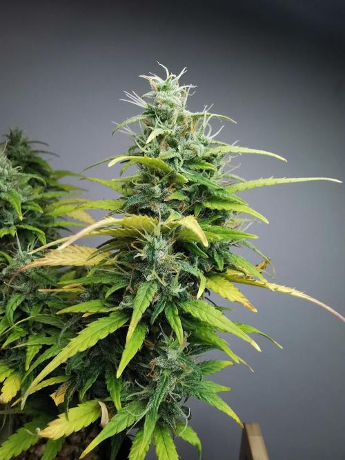 Devil XL auto / FC-E4800 / 90x60x140. Week 9