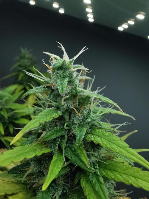 Devil XL auto / FC-E4800 / 90x60x140. Week 9
