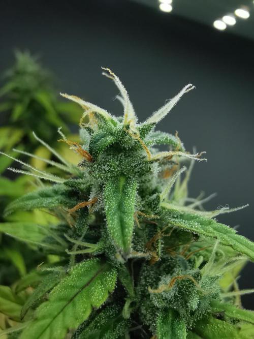 Devil XL auto / FC-E4800 / 90x60x140. Week 9