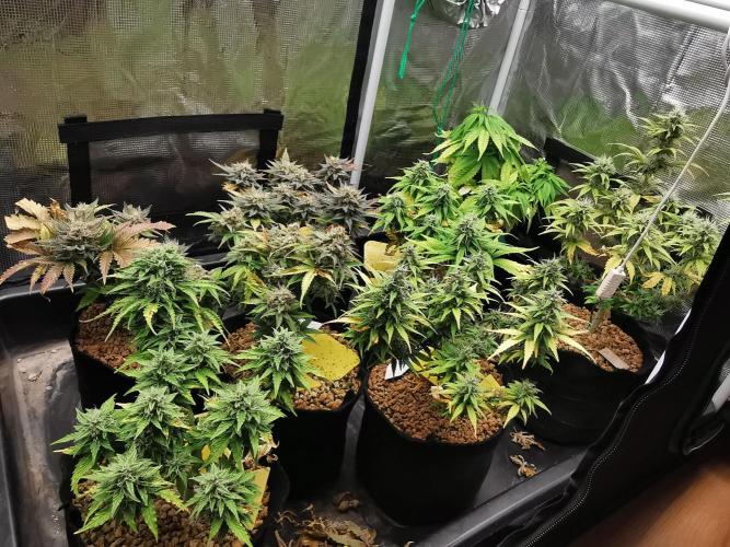 Devil XL auto / FC-E4800 / 90x60x140. Week 9