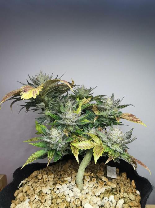 Moon Rock auto / 90x60x140 / FC-E4800. Week 9