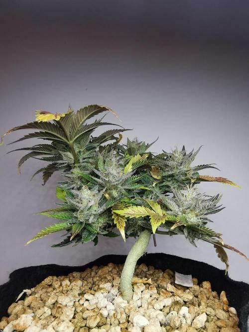 Moon Rock auto / 90x60x140 / FC-E4800. Week 9