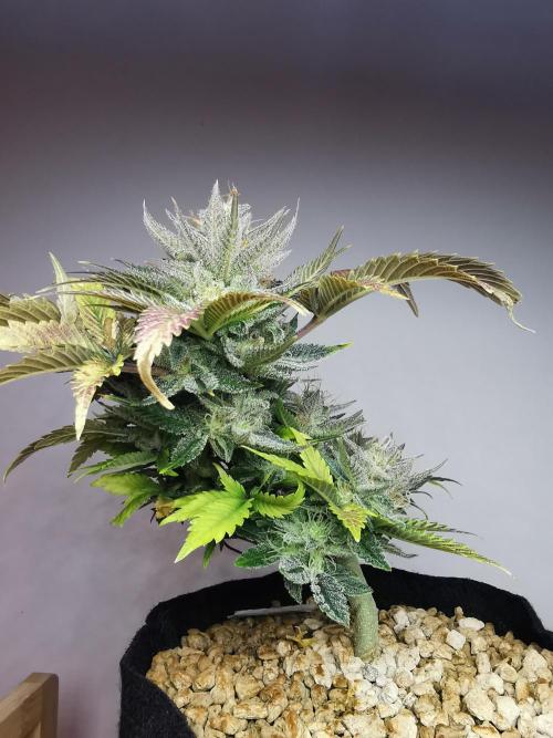 Moon Rock auto / 90x60x140 / FC-E4800. Week 9