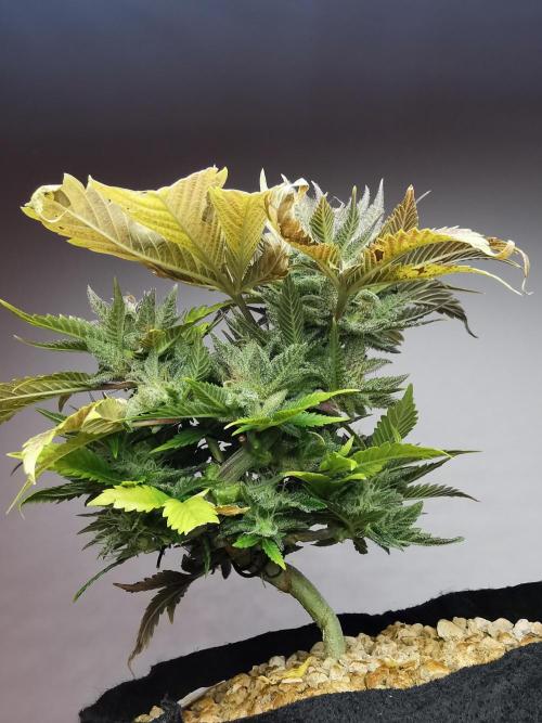 Moon Rock auto / 90x60x140 / FC-E4800. Week 9