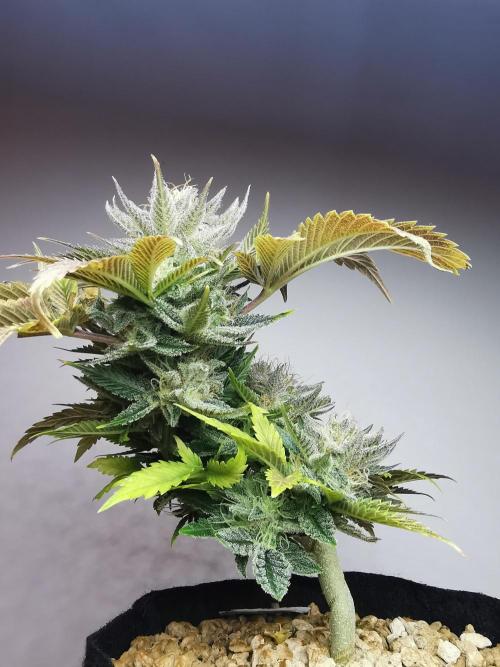 Moon Rock auto / 90x60x140 / FC-E4800. Week 9