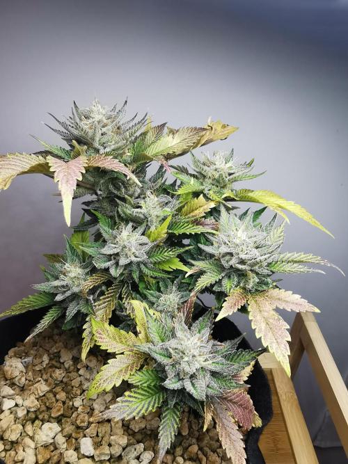 Moon Rock auto / 90x60x140 / FC-E4800. Week 9