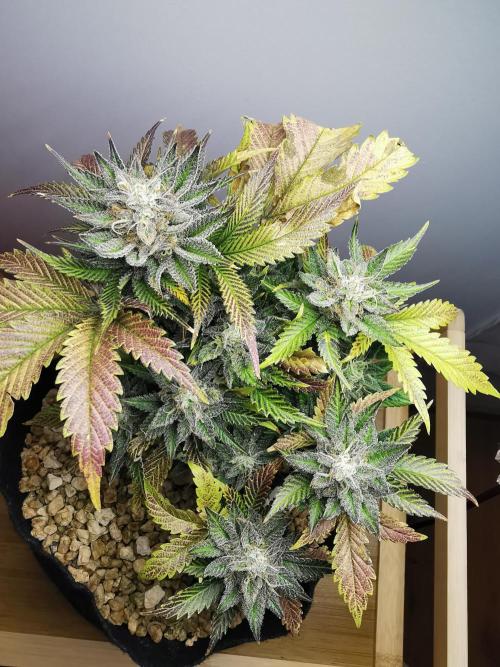 Moon Rock auto / 90x60x140 / FC-E4800. Week 9
