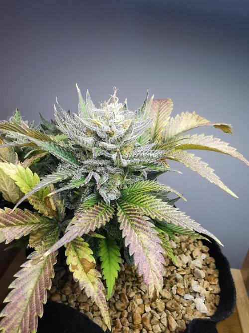 Moon Rock auto / 90x60x140 / FC-E4800. Week 9