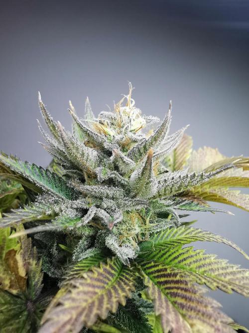 Moon Rock auto / 90x60x140 / FC-E4800. Week 9