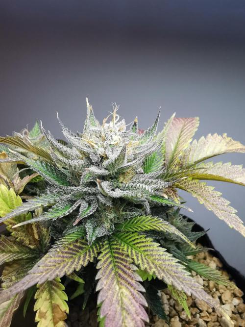 Moon Rock auto / 90x60x140 / FC-E4800. Week 9