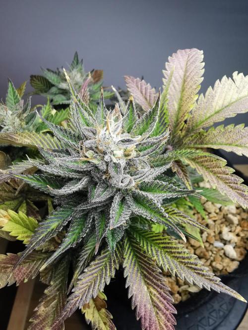 Moon Rock auto / 90x60x140 / FC-E4800. Week 9