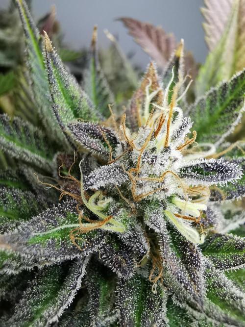 Moon Rock auto / 90x60x140 / FC-E4800. Week 9