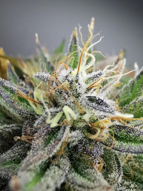 Moon Rock auto / 90x60x140 / FC-E4800. Week 9