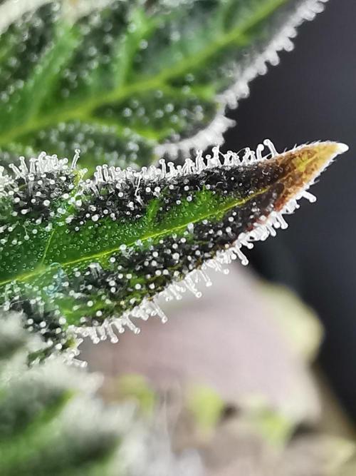 Moon Rock auto / 90x60x140 / FC-E4800. Week 9