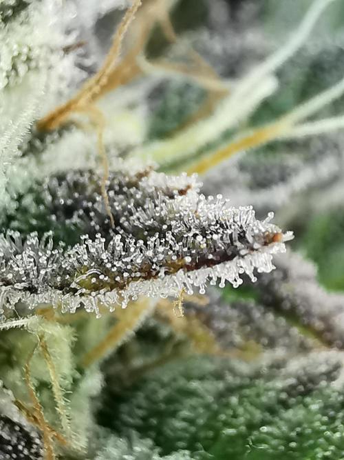 Moon Rock auto / 90x60x140 / FC-E4800. Week 9