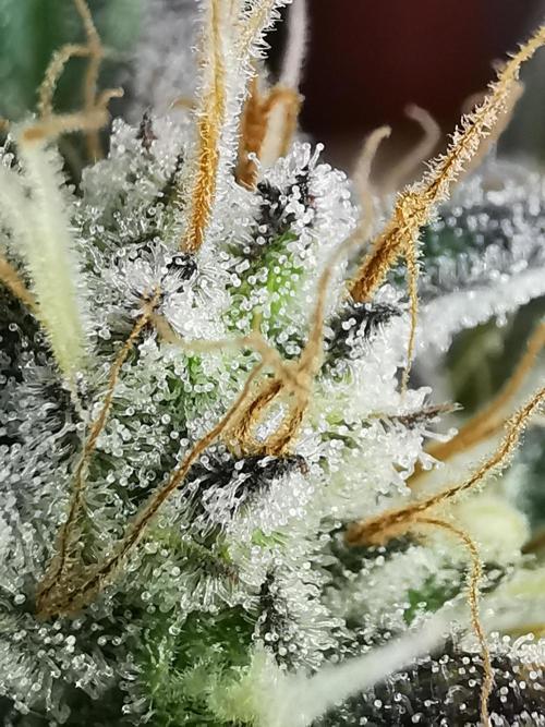 Moon Rock auto / 90x60x140 / FC-E4800. Week 9