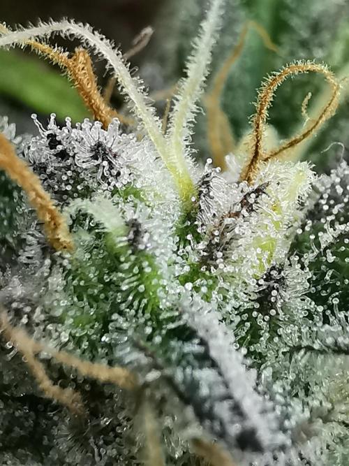 Moon Rock auto / 90x60x140 / FC-E4800. Week 9