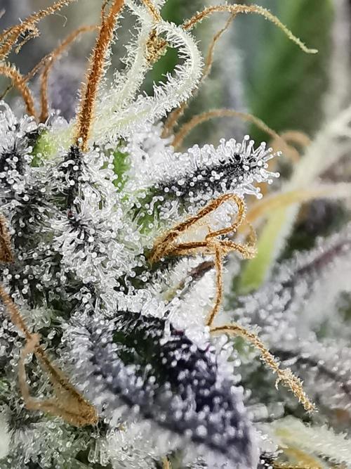 Moon Rock auto / 90x60x140 / FC-E4800. Week 9