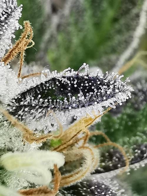 Moon Rock auto / 90x60x140 / FC-E4800. Week 9