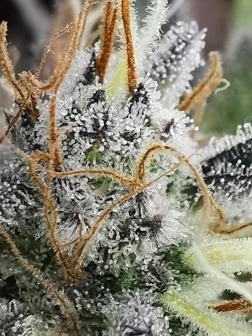 Moon Rock auto / 90x60x140 / FC-E4800. Week 9