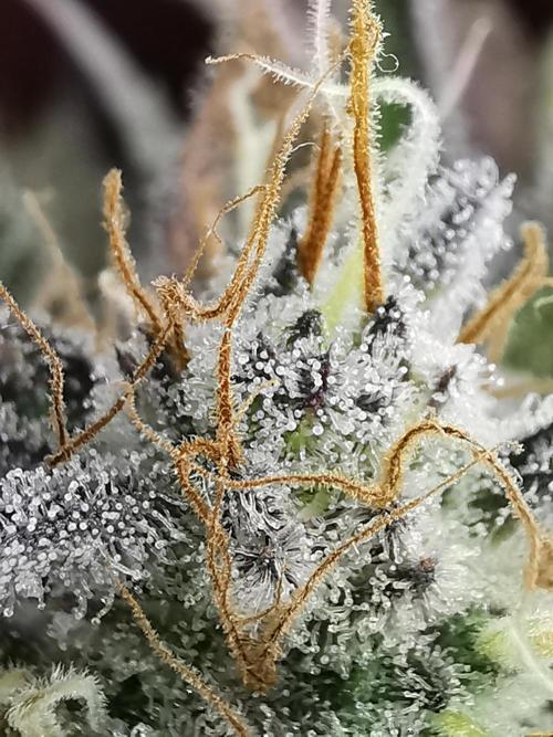 Moon Rock auto / 90x60x140 / FC-E4800. Week 9