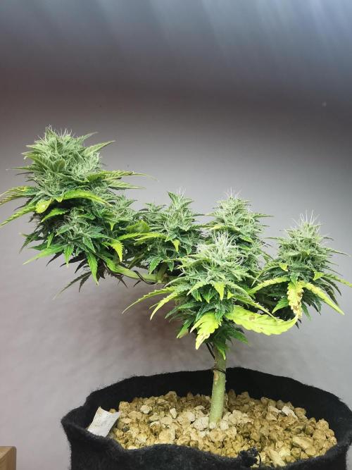 Northern Light auto/ FC-E4800/ 90x60x140. Week 9