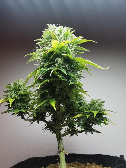 Northern Light auto/ FC-E4800/ 90x60x140. Week 9