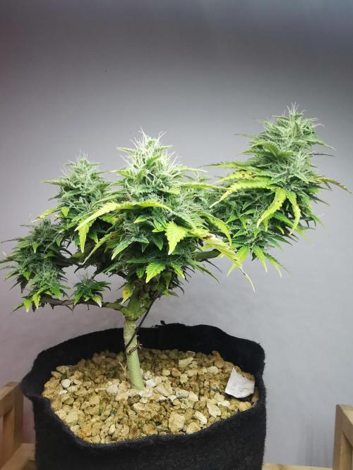 Northern Light auto/ FC-E4800/ 90x60x140. Week 9