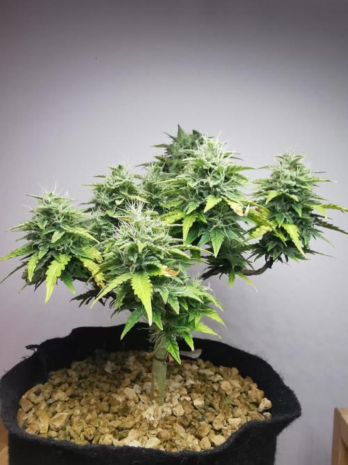 Northern Light auto/ FC-E4800/ 90x60x140. Week 9