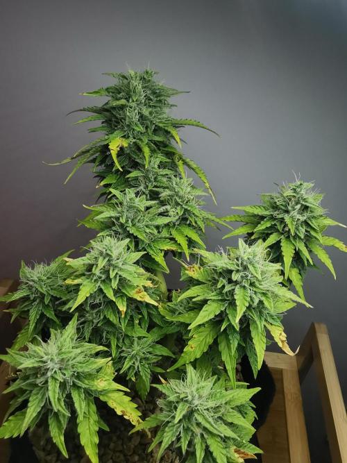 Northern Light auto/ FC-E4800/ 90x60x140. Week 9