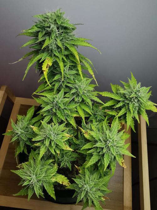 Northern Light auto/ FC-E4800/ 90x60x140. Week 9
