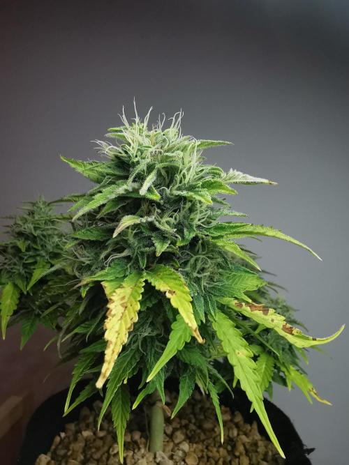 Northern Light auto/ FC-E4800/ 90x60x140. Week 9