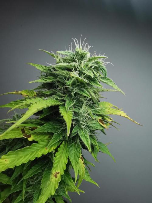Northern Light auto/ FC-E4800/ 90x60x140. Week 9