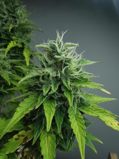 Northern Light auto/ FC-E4800/ 90x60x140. Week 9