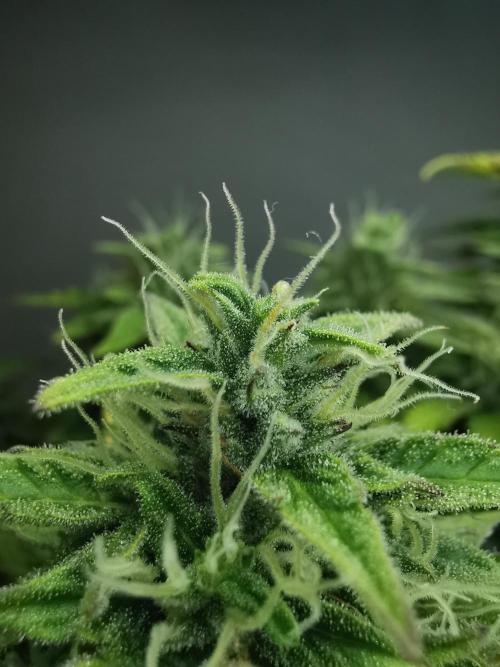 Northern Light auto/ FC-E4800/ 90x60x140. Week 9