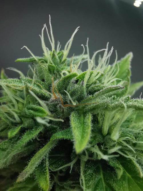 Northern Light auto/ FC-E4800/ 90x60x140. Week 9