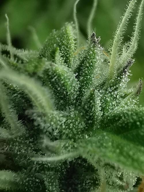 Northern Light auto/ FC-E4800/ 90x60x140. Week 9