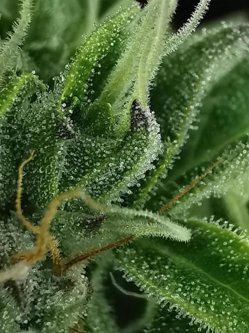 Northern Light auto/ FC-E4800/ 90x60x140. Week 9
